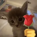 Emoji LoveYouCatGIF