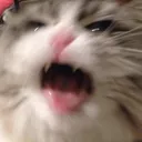 Emoji CatShake3