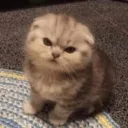 Emoji catMad