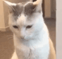 Emoji catinono