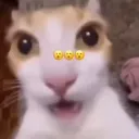 Emoji 374284shockedcat