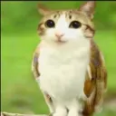 Emoji 105076meowl