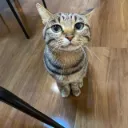 Emoji cat_cute