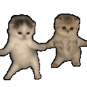 Emoji yCatDance
