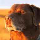 Emoji cookeddogv0clswoeuhyjhf1