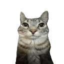 Emoji 717911catstare