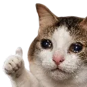 Emoji 273026catcried