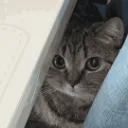 Emoji 997_lurkingcat