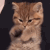 Emoji cute_cat