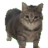 Emoji 9999_oiia_cat