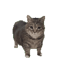 Emoji oiiaoiiacatspin