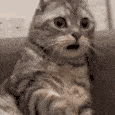 Emoji catshocked