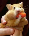 Emoji Hamster