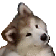 Emoji doggogogogo