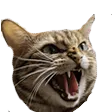 Emoji catrage