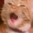 Emoji catnope