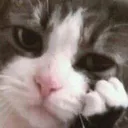 Emoji catno