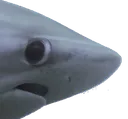 Emoji pwasson