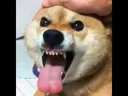Emoji dogenpls