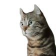 Emoji EBjtejuge