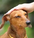 Emoji bonchien