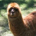 Emoji lama