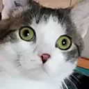 Emoji latchat