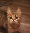 Emoji angrycat