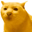 Emoji SeriousCatGold