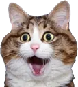 Emoji shockcat
