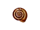Emoji coquille