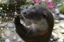 Emoji loutre