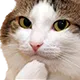 Emoji cat_oops