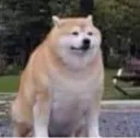 Emoji dog