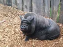 Emoji cochon