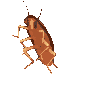 Emoji dancingcockroach
