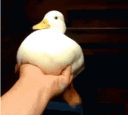 Emoji canard