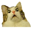 Emoji cat
