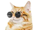 Emoji cat2