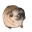 Emoji pug_dance