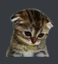 Emoji sad_cat
