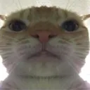Emoji catNo