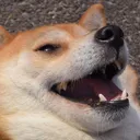 Emoji lol_dog