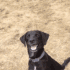 Emoji ShockedDog