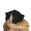 Emoji cryingcat