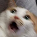 Emoji Ed_shook