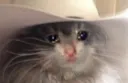 Emoji sadcowboycat