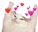Emoji EC_cat_love