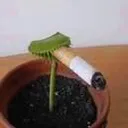 Emoji planta