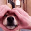 Emoji TI_keurdanslechien